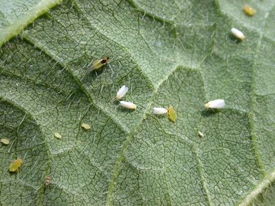 Close-up of adult whiteflies and soybean aphids