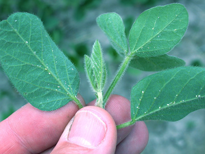 Mealybugs on new trifoliolate leaf