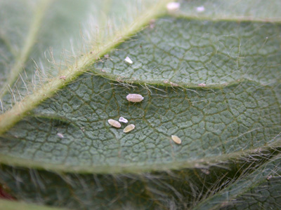 Close-up of mealybugs on leaf