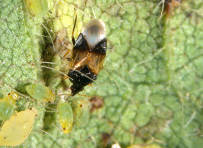 Pirate bug adult feeding on a soybean aphid