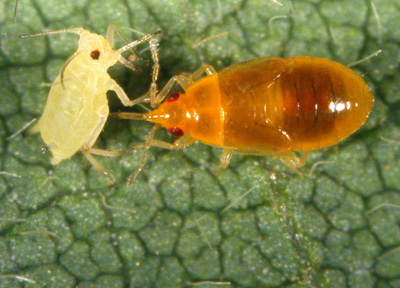 Pirate bug nymph on a soybean aphid