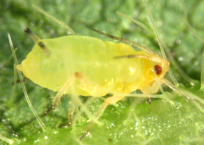 Note the cornicles, "tailpipes" on the rear and antennae on the head of this feeding soybean aphid
