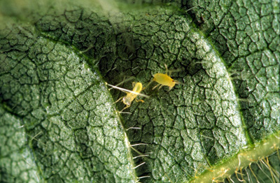 Early nymphs of potato leafhopper and soybean aphid