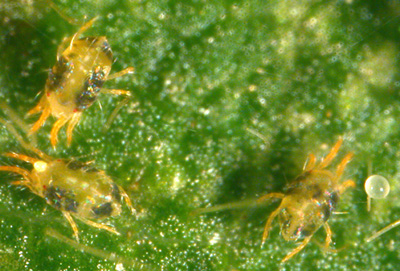 Microscopic picture of spider mites