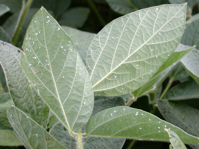 Upper canopy leaves with whiteflies