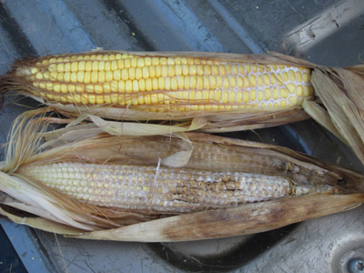 Figure 1. Diplodia ear rot of corn