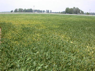 Yellowed areas of a field...what is the problem?