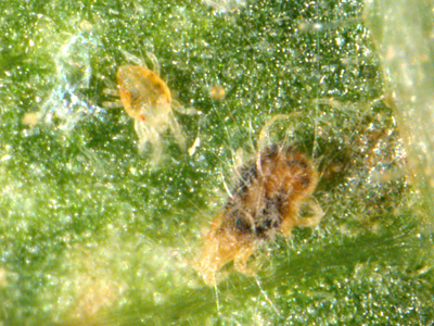 Magnified view of a healthy and diseased spider mite