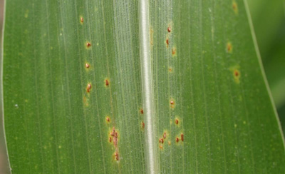 Figure 1. Common rust pustules are brown to reddish brown, elongated, and scattered on the leaf surface.