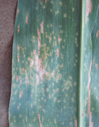 Figure 2b. Southern rust pustules are orange to brown, small, and densely packed on the upper leaf surface.  The lower surface of infected leaves have chlorotic flecking present, but do not have prominent pustules.