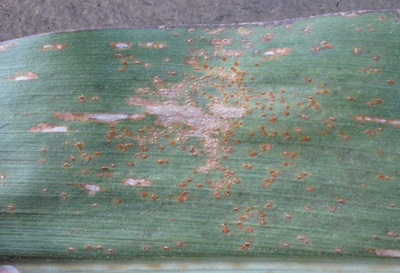 Figure 2. Southern rust pustules are orange to brown, small, and densely packed on the upper leaf surface.  The lower surface of infected leaves have chlorotic flecking present, but do not have prominent pustules.