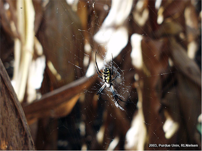 A garden spider on the prowl