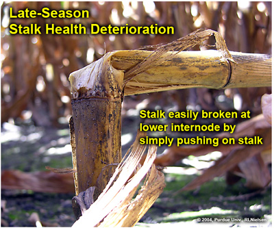 Late-season stalk health deterioration