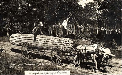 Largest ear of corn in Nebraska, ca. 1908. Courtesy of the Nebr. Historical Society