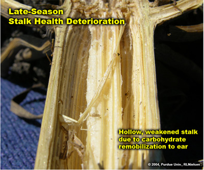 Late-season stalk health deterioration