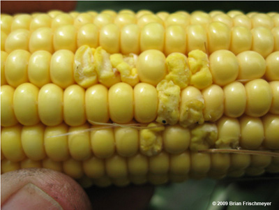 'Popped' kernel symptom before invasion by fungi (<em>Photo Courtesy: Brian Frischmeyer</em>)