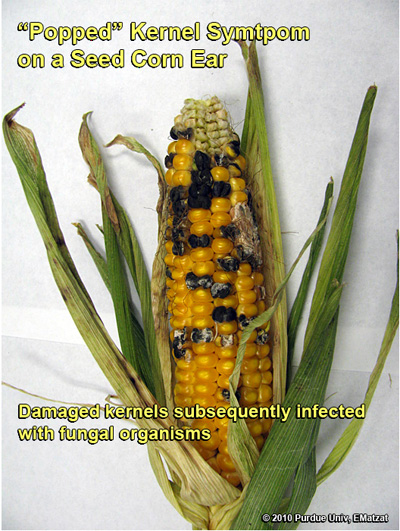 'Popped' kernel symptoms on an inbred ear of corn, with subsequent colonalization by fungal organisms (<em>Photo Courtesy: Gene Matzat</em>)