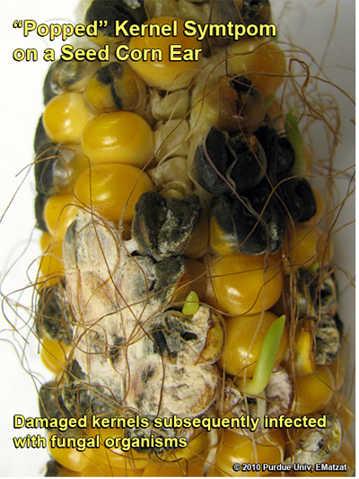 'Popped' kernel symptoms on an inbred ear of corn, with subsequent colonalization by fungal organisms (<em>Photo Courtesy: Gene Matgzat</em>)
