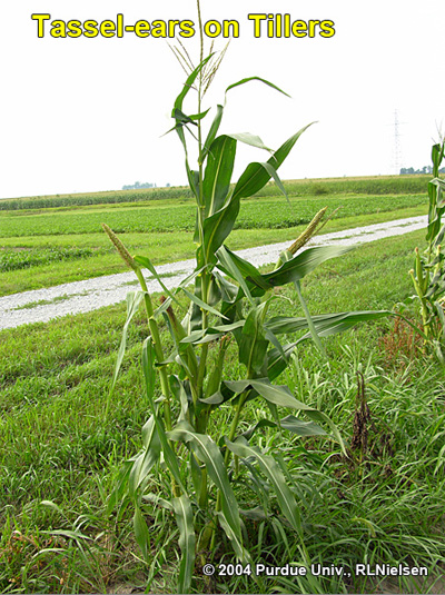 Tassel-ears on tillers