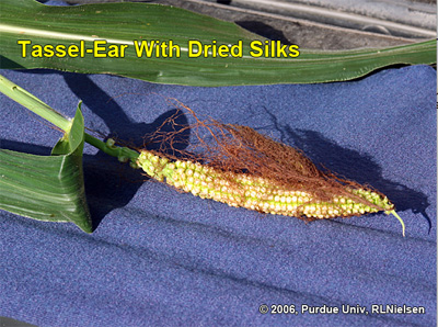 Tassel-ear from tiller with dried silks still visible