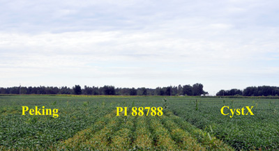 Figure 1. Commercial soybean Cultivars labeled with their sources of SCN resistance