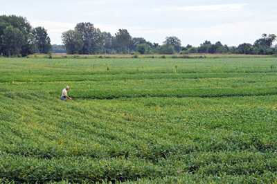 Figure 2. A soybean plot from northern Indiana showing symptoms of SCN and SDS