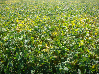 Figure 2. Soybeans shedding leaves prior to first signs of physiological maturity (R7)