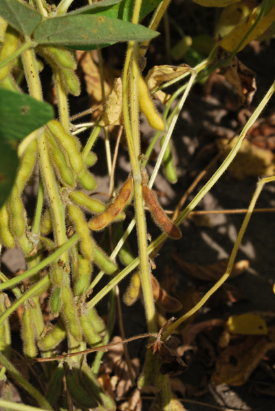 Figure 3. The first pod has turned mature pod color, which is the beginning of physiological maturity (R7)