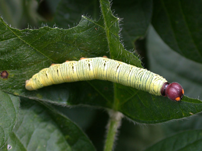 Silver-spotted skipper larva feeding on soybean