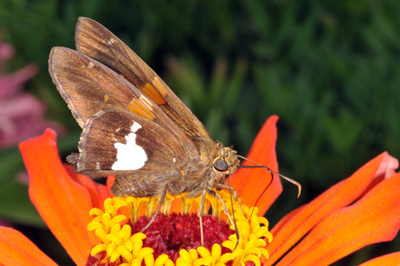 Silver-spotted skipper feeding on nectar