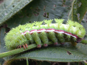 IO caterpillar, stinging hairs