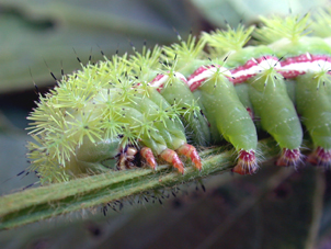 Close-up of Io caterpillar with urticating hairs