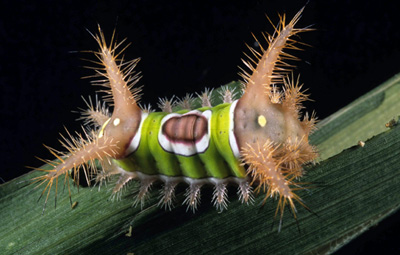 Close-up of a Saddleback caterpillar on corn