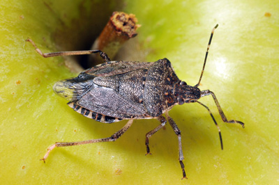 Brown marmorated stink bug next to apple stem