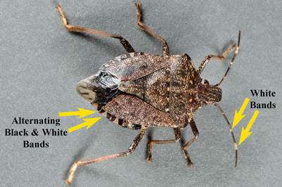 Key identification characteristics, both abdominal and antennal, of the brown marmorated stink bug