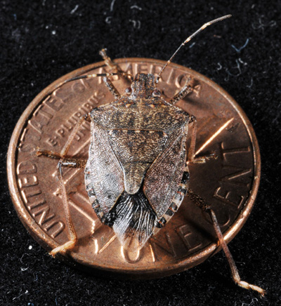 Size of the brown marmorated stink bug