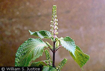 Figure 2. Beefsteak plant (Photo Credit: William S. Justice @ USDA-NRCS Plants Database)