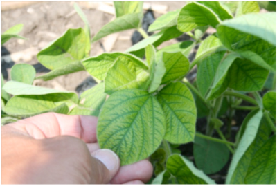 classic symptoms of manganese deficiency on soybean on high pH, high organic matter soils at the Pinney Purdue Agriculture Center, Wanatah, Indiana