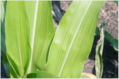 classic symptoms of manganese deficiency on corn on high pH, high organic matter soils at the Pinney Purdue Agriculture Center, Wanatah, Indiana