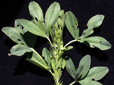 Early, pinhole alfalfa weevil feeding