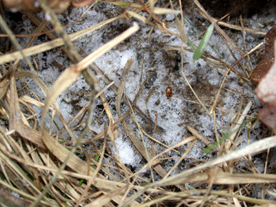 bean leaf beetle overwintering under plant residues on a wood's edge