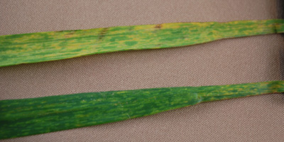 the yellow streaking on the wheat leaf is a common symptom of either mosaic virus disease