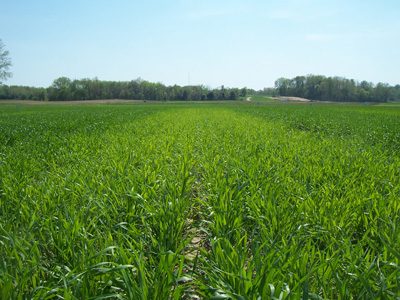 -Sulfur - Wheat with no sulfur fertilizer and 100 lb N/ac flanked by two 30 lb S/ac treatments 