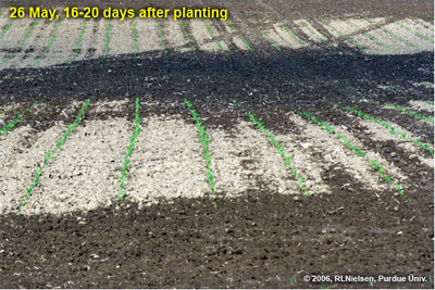Fig. 1 Uneven corn emergence in 2006 due to uneven  (too wet vs. 
