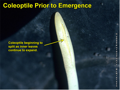 Coleoptile beginning to split
