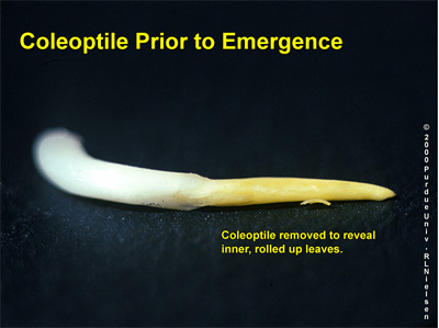 Coleoptile removed to reveal inner leaves