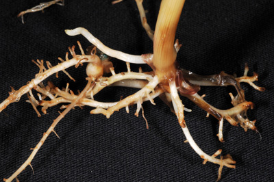 needle nematode damage on crown roots
