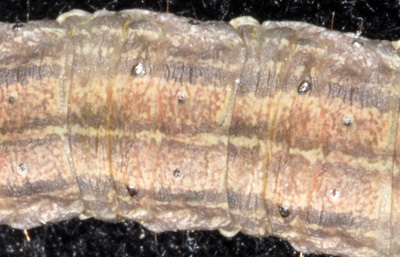 Claybacked cutworm skin texture is similar to the dingy, mostly smooth (Thanks to Darren Boebel, Pioneer Hybrids for sending larvae from Knox County)