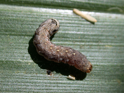 Variegated cutworm have distinct dorsal, yellowish dots on several of the body segments