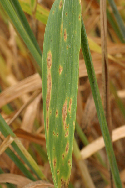 Figure 1. Lesions typical of Septoria/Stagonospora leaf blotch of wheat (Photo Credit: G. Shaner).